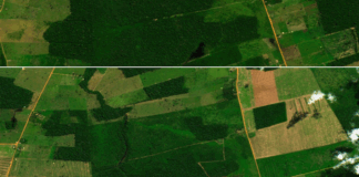 Vippepunkt-advarsel: Brasils regnskog har mistet areal på størrelse med Spania