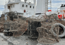 Tusenvis av teiner mistes i sjøen hvert år. Pant kan hjelpe, tror forskere