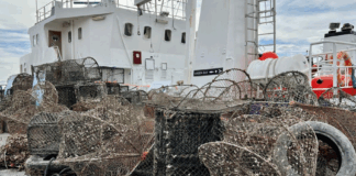 Tusenvis av teiner mistes i sjøen hvert år. Pant kan hjelpe, tror forskere