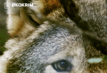 Ulovlig jakt er alvorlig trussel mot rovdyr – lokalsamfunnene holder kjeft