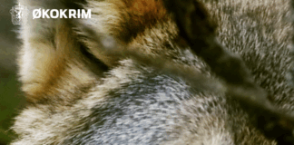 Ulovlig jakt er alvorlig trussel mot rovdyr – lokalsamfunnene holder kjeft