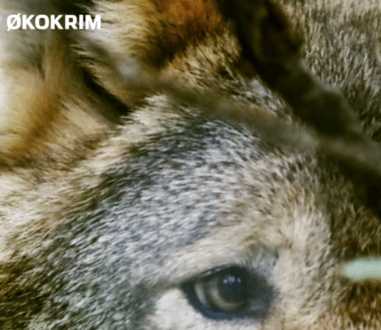 Ulovlig jakt er alvorlig trussel mot rovdyr – lokalsamfunnene holder kjeft