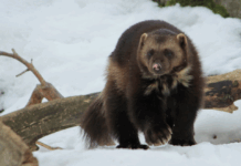 Bekymring for jerv – politisk lemfeldig håndtering av fakta og tall