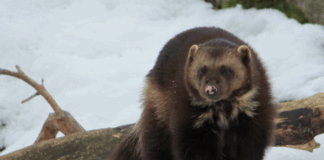 Bekymring for jerv – politisk lemfeldig håndtering av fakta og tall