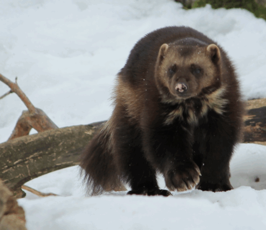 Bekymring for jerv – politisk lemfeldig håndtering av fakta og tall