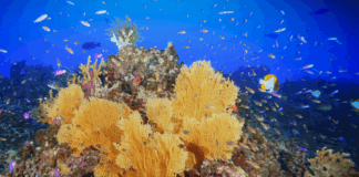 Slår alarm om tropiske korallrev – vippepunkt kan være passert
