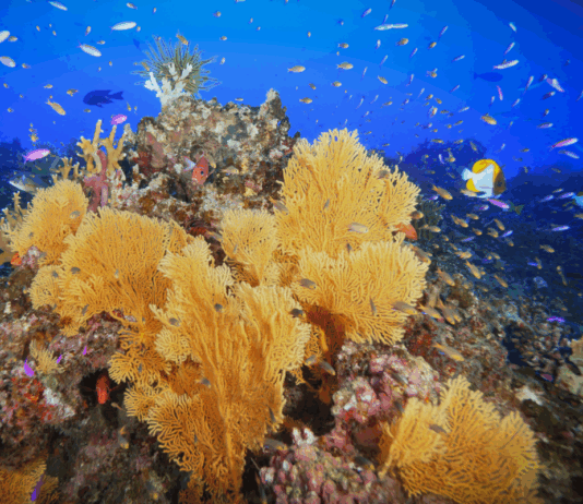 Slår alarm om tropiske korallrev – vippepunkt kan være passert