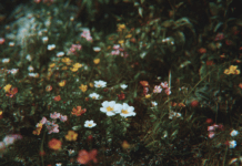 Mellom viten og vilje