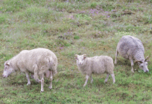 NRK som politisk aktør i rovviltdebatten