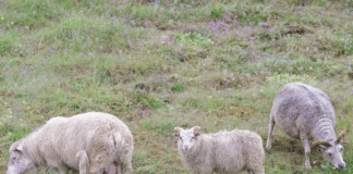 NRK som politisk aktør i rovviltdebatten