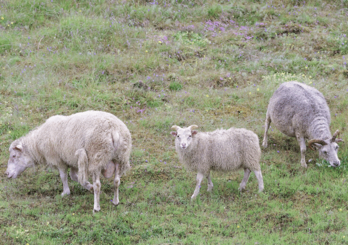 NRK som politisk aktør i rovviltdebatten