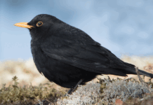 Økning i franske fuglebestander kan skyldes forbud mot sprøytemiddel