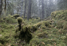 Statsbudsjettet: Kan gå mot full stans i skogvernet, frykter Naturvernforbundet