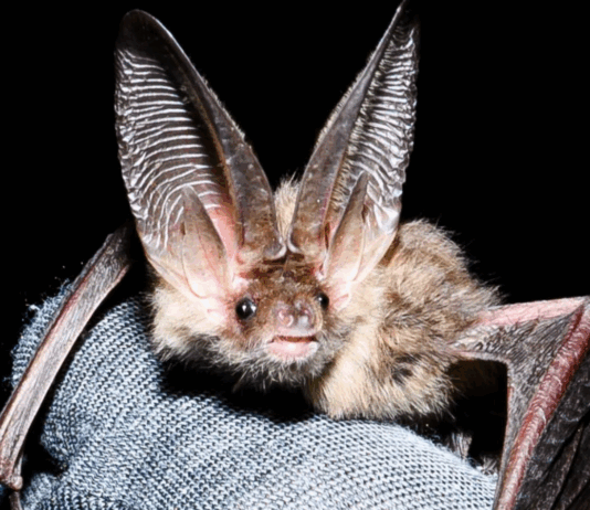 Flaggermus er utrydningstruet. Havvindplaner gjør det enda verre