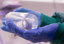 Norge er versting: – Forsøksdyrenes lidelser har blitt ignorert altfor lenge