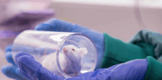 Norge er versting: – Forsøksdyrenes lidelser har blitt ignorert altfor lenge