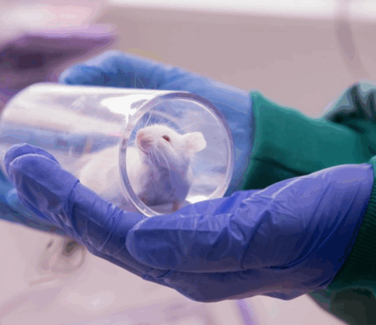 Norge er versting: – Forsøksdyrenes lidelser har blitt ignorert altfor lenge