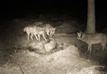 Ulv og bjørn tar elleve prosent av elgbestanden