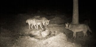 Ulv og bjørn tar elleve prosent av elgbestanden