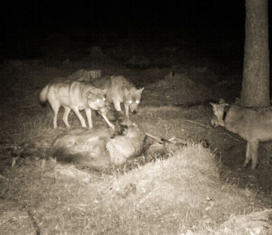 Ulv og bjørn tar elleve prosent av elgbestanden