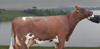 Ikke klare Bovaer-svar: – Har ikke bevis for det ene eller andre