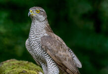 Totalødela fire hønsehaukreir: Glommen Mjøsen Skog vedtar ikke boten på fire millioner