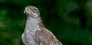 Totalødela fire hønsehaukreir: Glommen Mjøsen Skog vedtar ikke boten på fire millioner