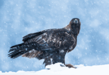 Bernkonvensjonen gir Norge kritikk – igjen