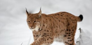 Skivebom mot statsforvalteren – om skadeskyting av gaupe