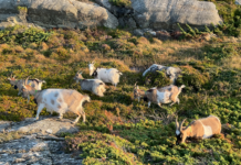 Klimavennlig gjerdeteknologi i støtet: Nysnø med på tung investering i Nofence