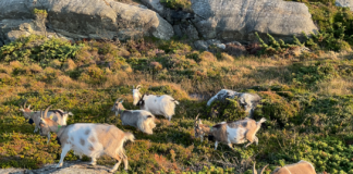 Klimavennlig gjerdeteknologi i støtet: Nysnø med på tung investering i Nofence
