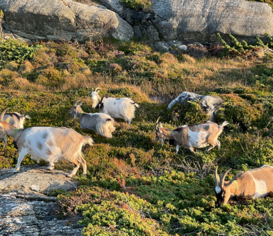 Klimavennlig gjerdeteknologi i støtet: Nysnø med på tung investering i Nofence