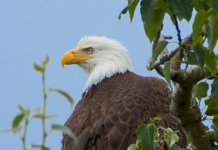 USA: Drepte 3600 fugler på seks år – solgte på svartebørs