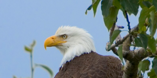 USA: Drepte 3600 fugler på seks år – solgte på svartebørs