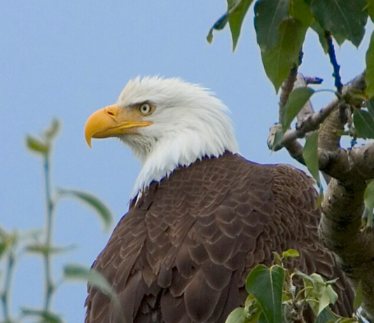 USA: Drepte 3600 fugler på seks år – solgte på svartebørs