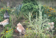 Restvarme kan gi fleire norske grønsaker