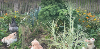 Restvarme kan gi fleire norske grønsaker