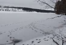 Ulvejakta: Kvote på 27 – bare én er skutt