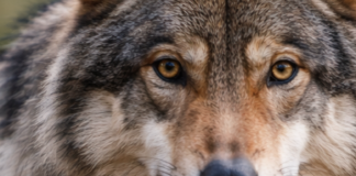 – Folk tror Norge har tusenvis av ulv