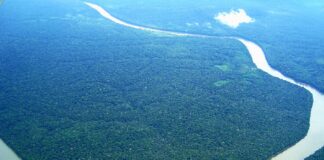 Norge og Brasil skal leie nytt regnskogsfond. Modell: Oljefondet