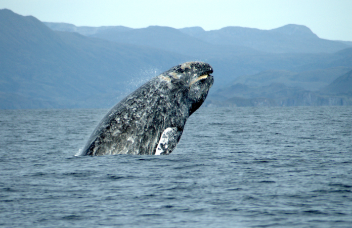 gråhval_NOAA_PD