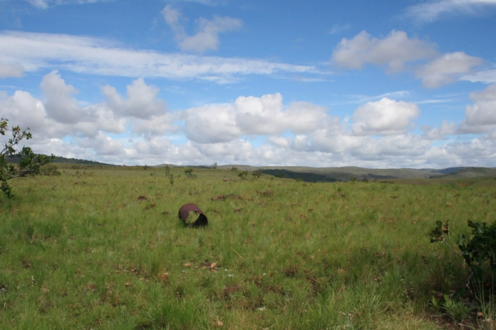 savanna_07_WC-CC_2.0