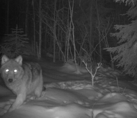 Stadig færre ulv i Norge – er under bestandsmålet
