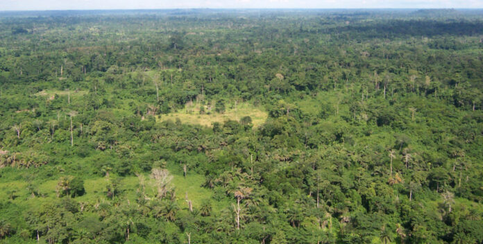 Liberia_tropical_forest-PD_USAID_07