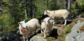 Støtte til bønder og støtte til rovdyra våre med ny rovdyrpolitikk
