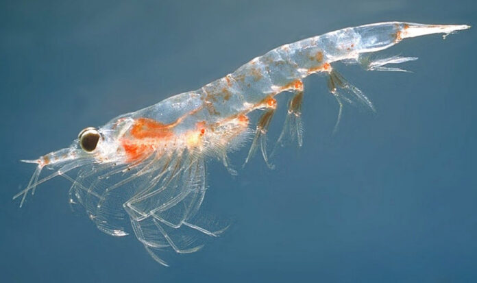 krill_Øystein Paulsen_Lisensfri